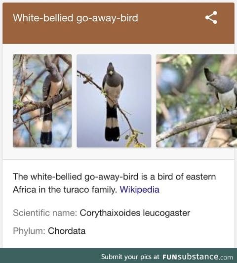 Finally found my spirit animal