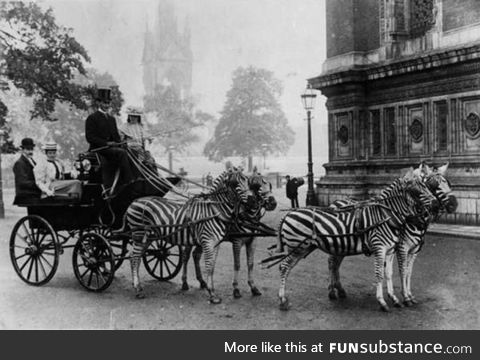 Zebra-drawn carriage parked outside Buckingham Palace in London, c.1900