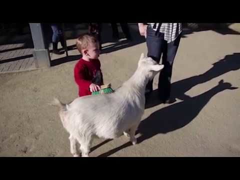 Goat fart scares kid