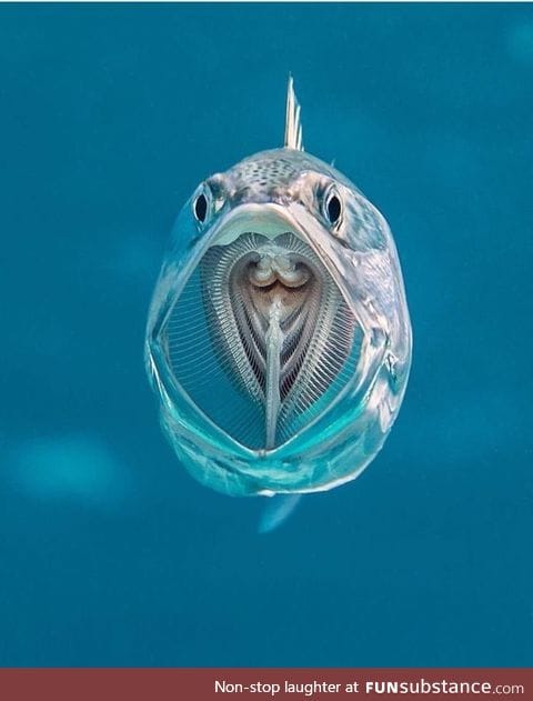 Mackerel with its mouth open