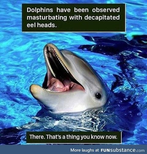 Dolphins m*sturbate too