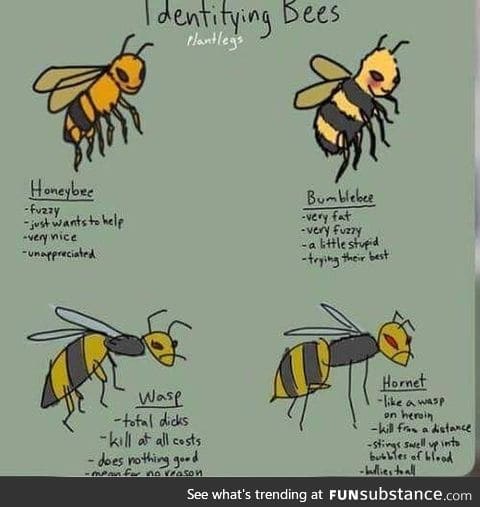 Identifying bees