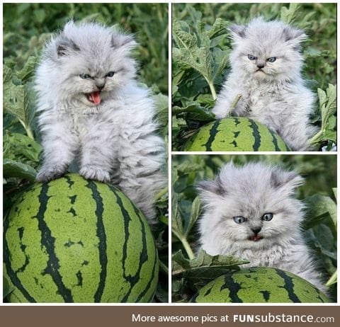 This cat is very protective over the watermelons