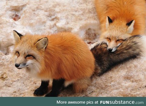 Fox island in Japan.