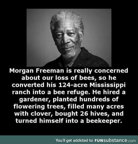 Taking care of the bees