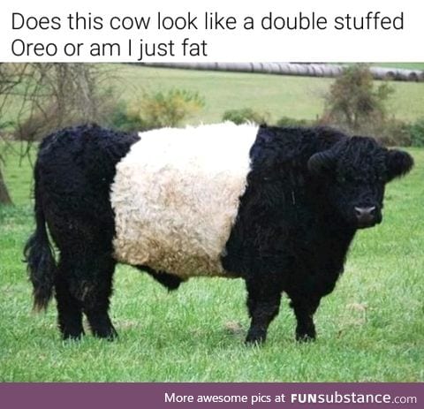 Oreo cow