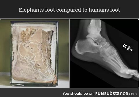 Elephants foot compared to humans foot