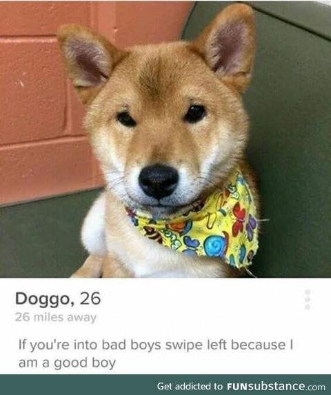 Tinder pupper pulling a sneak