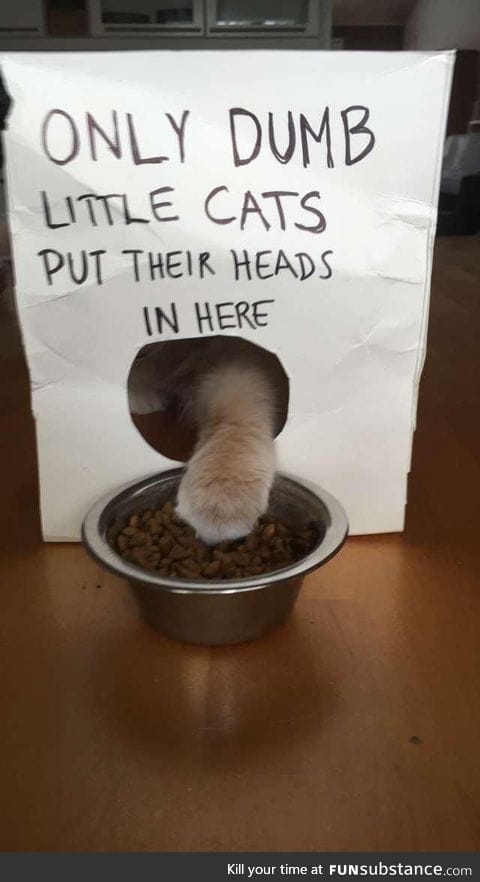 Cat prank failed
