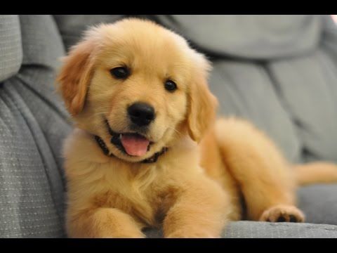 Now I want a golden retriever puppy