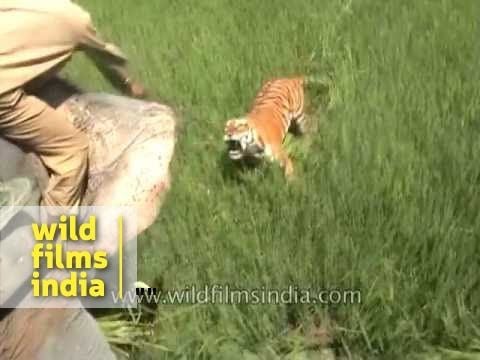 Tiger attacks people riding on an elephant