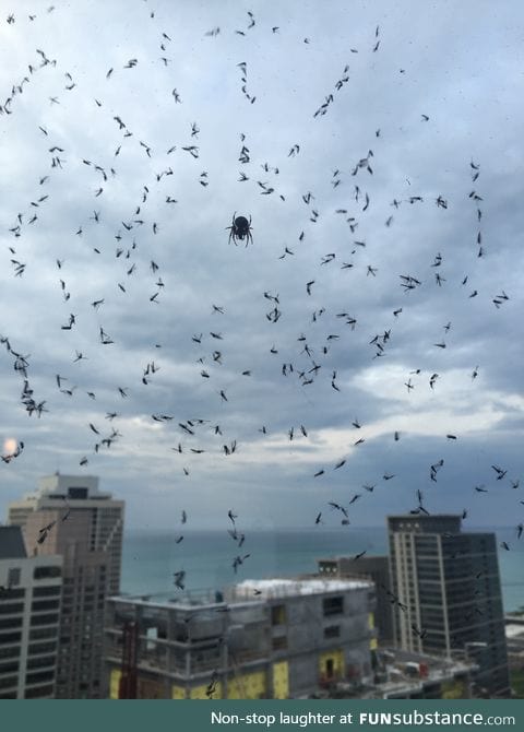 Spiderbro guarding me from malaria outside my window