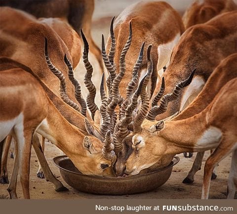 Bouquet of horns