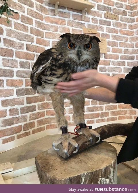 long owl is long