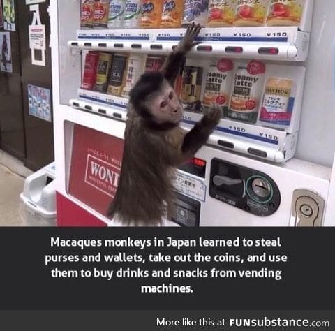Clever monkey.