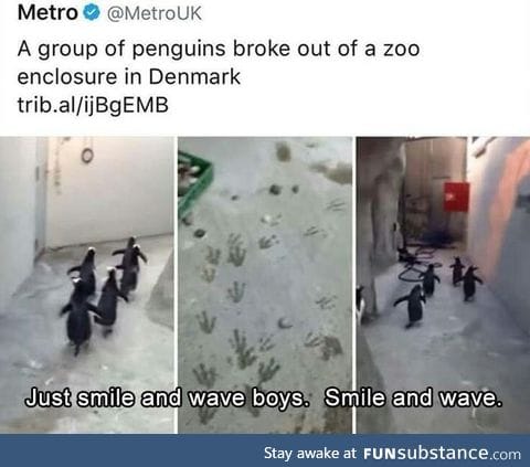 I love penguins!
