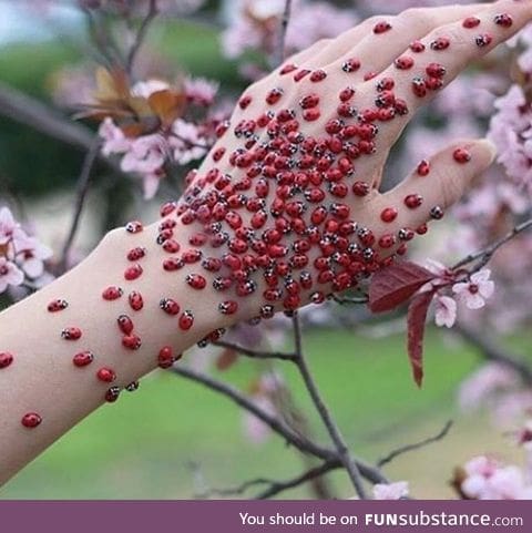 Lady bug party