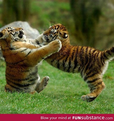 Sibling Rivalry
