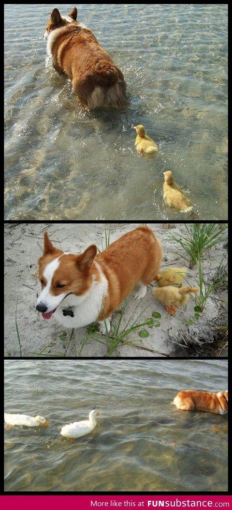 Corgi adopts flock of ducklings who lost their mother