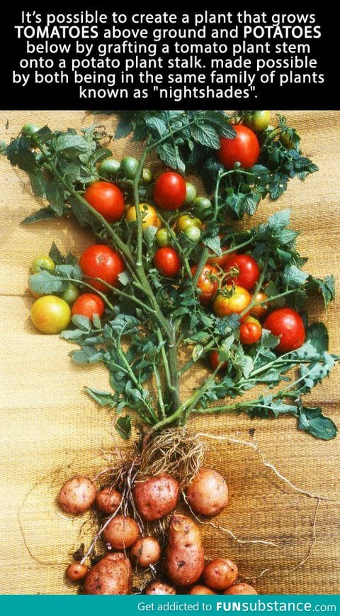 Amazing Tomato-Potato plant