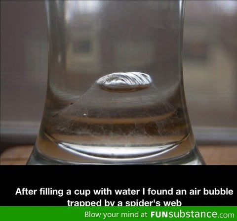 Better check for spiders next time