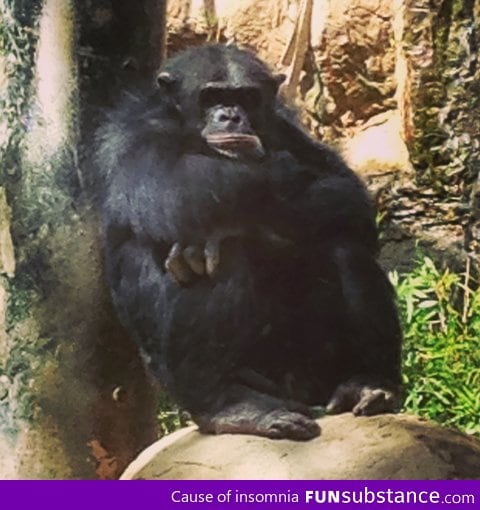 Went to the zoo, this guy wasn't too happy to see me