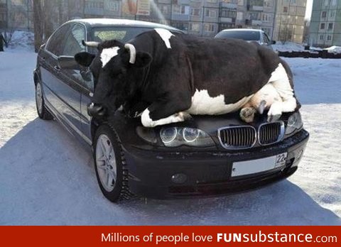 Cow thinks it is a cat