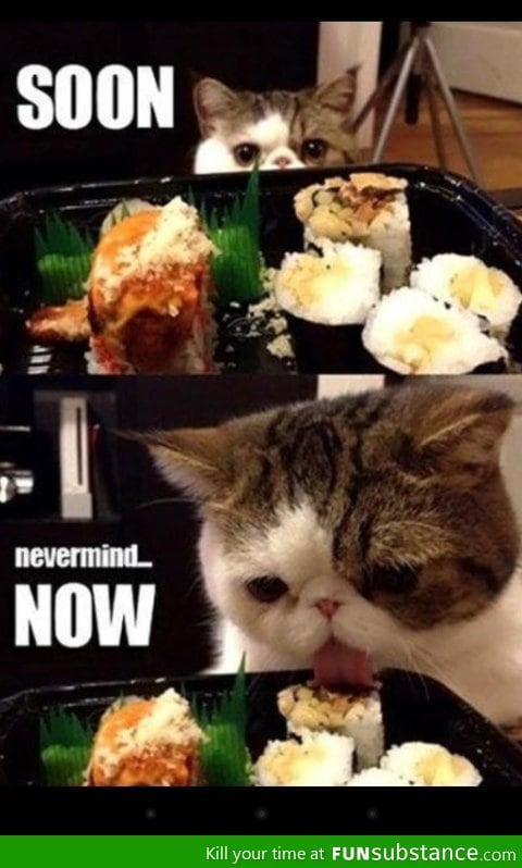 Oh Cubby Kitty