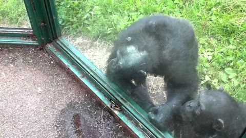 Clever chimpanzee wants drink