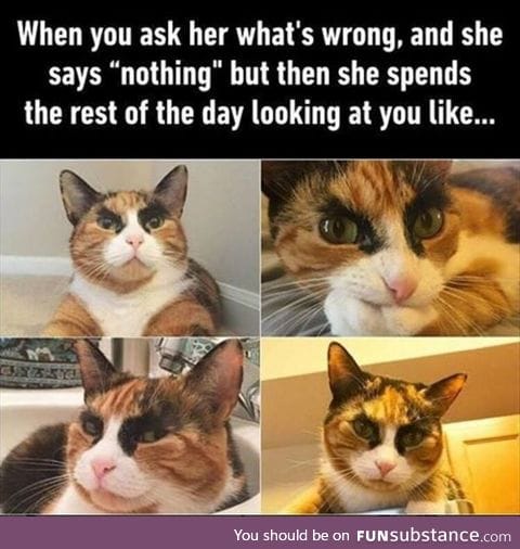 Crazy looking cat