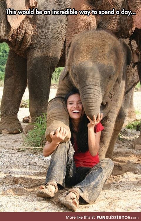 Spending an amazing day at elephant nature park