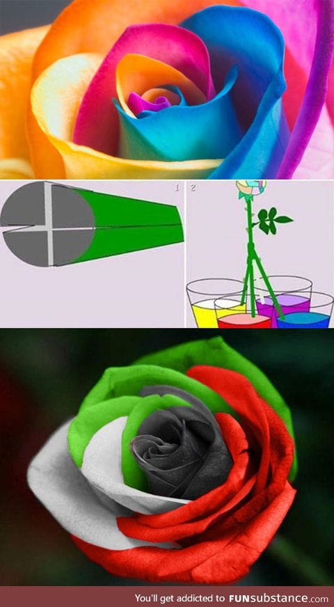 How to easily make a multicolored rose