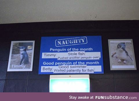 The National Aquarium of New Zealand names the naughty penguin of the month