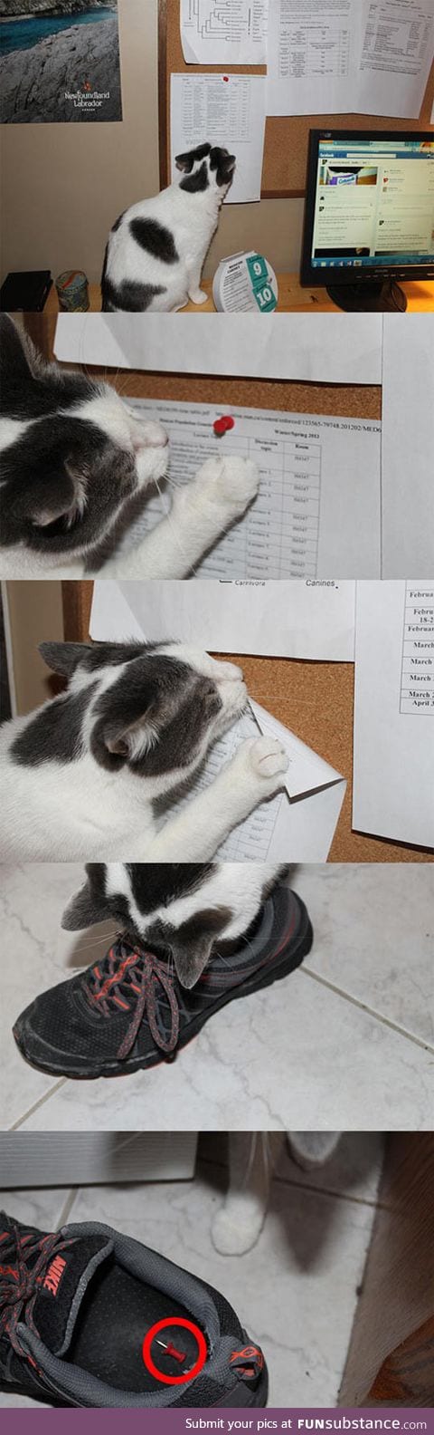 Proof that all cats are evil