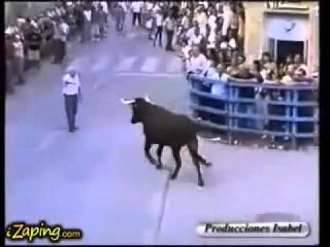 Bull recognizes the man who fed him