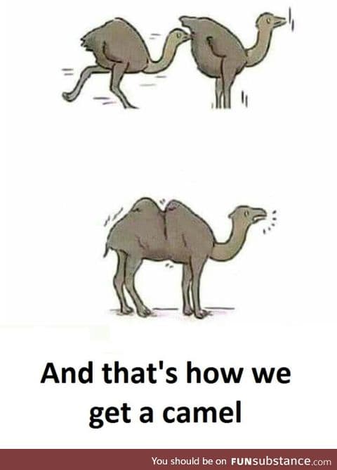 How Camels Are Made