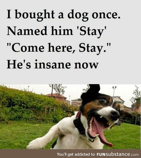 I bought a dog