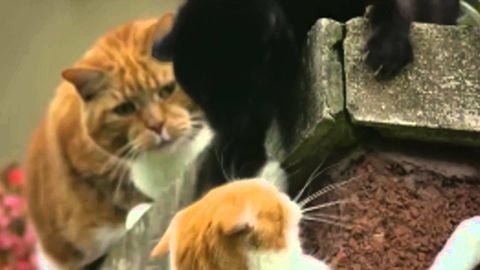 Live Action Lion King