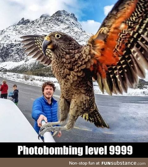 Human: Let me take a selfie! Bird: Imma fly like an eagle!