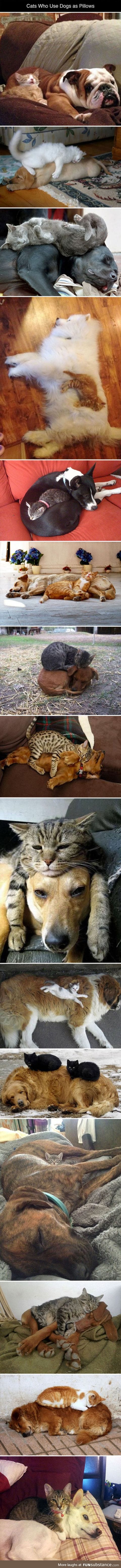Dogs make nice pillows