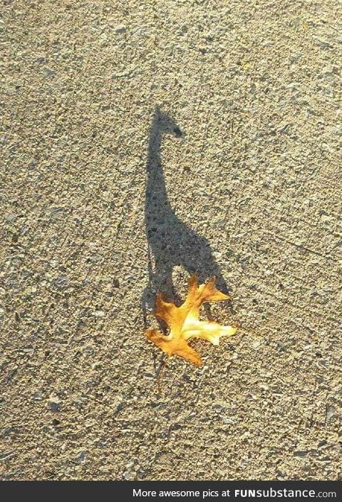This leaf wishing it were a giraffe