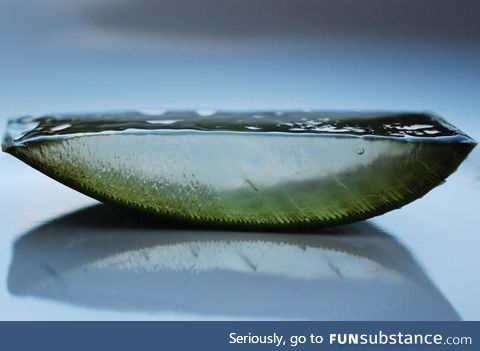 Slice of Aloe Vera
