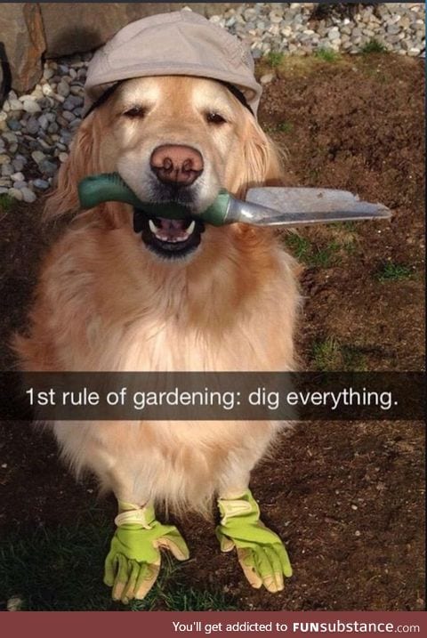 Doggo does a horticulture