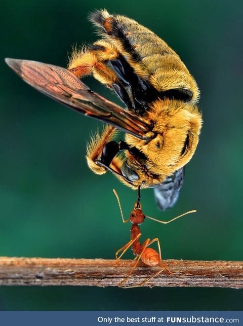 Ant lifting a bee five times its size