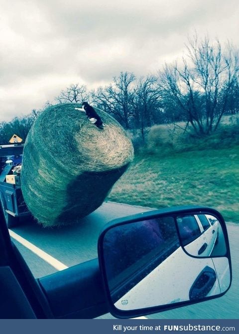This cat is going for the ride of his lifetime