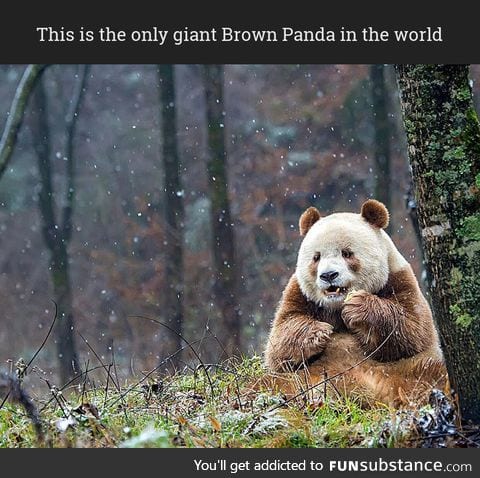 The only giant Brown Panda you'll see