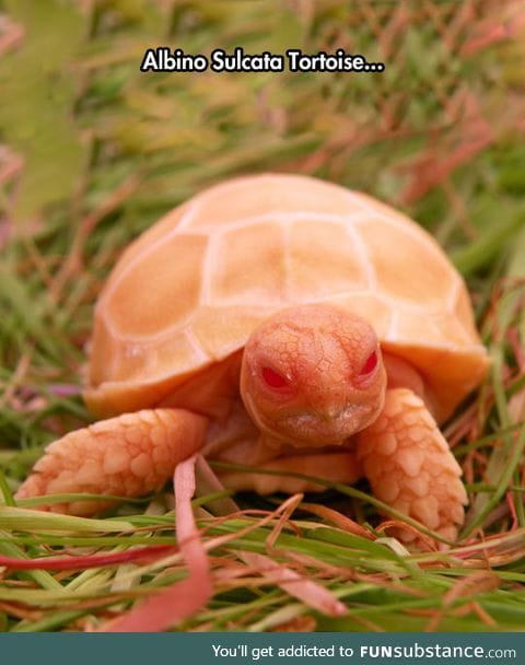 Very unique tortoise