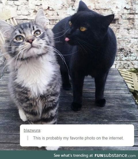 It's now my favorite photo on the internet.