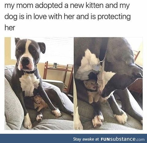 Animal love