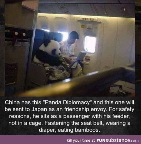 Panda flies an aeroplane like a human